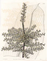 Hawaiischer Spinat oder Indisches Rohr - Von S. Watts gestochene Tafel nach einer Illustration von Sarah Anne Drake (1803-1857), aus The Botanical Register von Sydenham Edwards (1768-1819), England