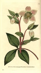Bleiche oder schwarze Nieswurz (ellebore) - bleiche oder purpurfarbene Nieswurz, Helleborus lividus. Handkolorierter Kupferstich nach einer botanischen Illustration von James Sowerby aus William Curtis