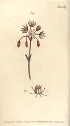 Hermaphroditenblume mit sieben Stempeln, Heptagynia, Septas capensis (Kupferstich)
