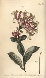 Geißblatt, Lonicera caprifolium, Monogynia