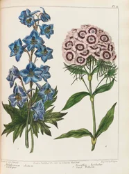 Illustration aus Praktische Gartenarbeit von Alexander McDonald