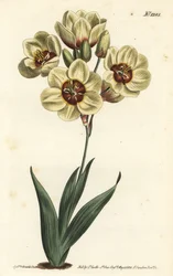 Ixia abbreviata (Cremefarbene gefleckte Ixia, Ixia maculata v. ochroleuca). Handkolorierte Kupferstichgravur von F. Sansom Jr. nach einer Illustration von Sydenham Edwards aus William Curtis