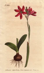 Ixia rosa