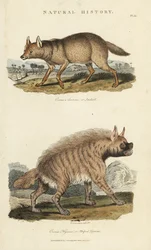 Schakal und Hyäne (Kupferstich)