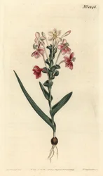 Lapeirousia pyramidalis (Blattspitzige Lapeyrousia, Lapeyrousia fissifolia). Handkolorierte Kupferstichgravur von F. Sansom Jr. nach einer Illustration von Sydenham Edwards aus William Curtis