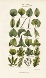 Blattformen in der botanischen Morphologie