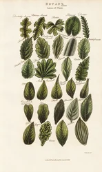 Blattränder und Strukturen in der botanischen Morphologie