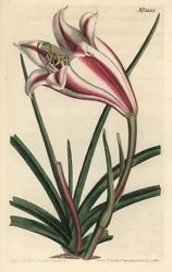 Kap-Küsten-Lilie, Crinum ornatum (Amaryllis ornata)