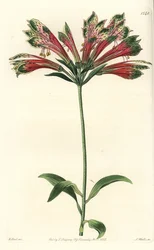 Inkalilie, Alstroemeria pulchella