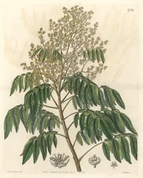 Longanier, ursprünglich aus China - S. Watts starkes Wasser nach einer Illustration von Sarah Anne Drake (1803-1857), aus dem Botanical Register