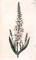 Silber-Felberich