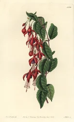 Magellan-Fuchsie
