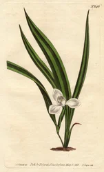 Marsh Marica, Marica paludosa