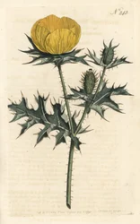 Mexikanische Argemone