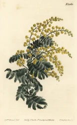 Mimose - Flaumige Akazie, Acacia pubescens, gefährdet (Behaarte Mimose, Mimosa pubescens). Handkolorierte Kupferstichgravur von F. Sansom Jr. nach einer Illustration von Sydenham Edwards aus William Curtis