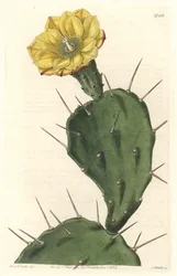 Monacanth Pactus, blühender Kaktus, aus Südamerika, aus dem Botanischen Register