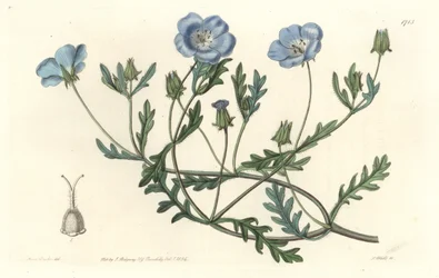 Namophile maculee, ursprünglich aus Kalifornien, aus dem Botanischen Register