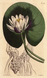 Seerose hat große weiße Blüte vor ihrem ganzen runden Blatt. Becherblütige Seerose mit großer weißer Blüte vor rundem Seerosenblatt. Nymphaea nitida. Handkolorierte Kupferstichgravur nach einer botanischen Illustration von Sydenham Edwards aus William Curt