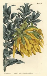 Orangefarbener Nickkopf oder Bergdahlie, Liparia splendens (Mäusedornblättrige Liparia, Liparia sphaerica). Handkolorierte Kupferstichgravur von F. Sansom Jr. nach einer Illustration von Sydenham Edwards aus William Curtis