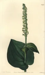 Gennaria diphylla