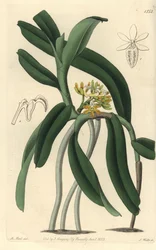 Orchideenvarietät Saccolabium