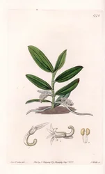 Orchidee: Varietät des Camphylocentrum