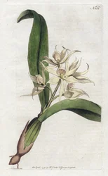 Orchidee Epidendrum fragfumee