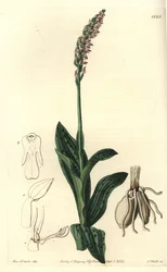 Dichtblütige Orchidee, Neotinea maculata