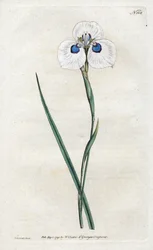 Pfauen-Iris - Lithographie von Sydenham Edwards (1768-1819), Tafel aus William Curtis