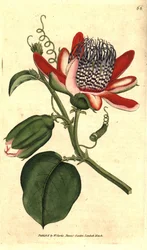 Geflügelte Passionsblume, Passiflora alata