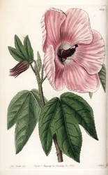 Rosa Hibiskus