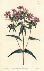 Prärie-Phlox