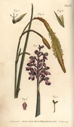 Purpur-Orchidee, Orchis mascula, Gynandria