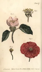 Quittenblüte, Cydonia oblonga, Icosandria