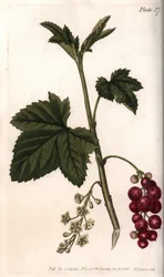 Rote Johannisbeere