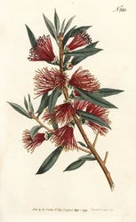 Zitronenflaschenbürste (Stich von Sansom, Illustration von Sydenham Edwards)
