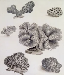 Muscheln und Meeresflora