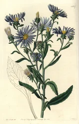 Prachtaster, Aster spectabilis