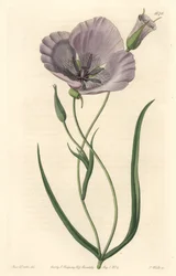 Prachtvolle Calochorte (prächtige Mariposa), heimisch in Kalifornien - Satiny Calochortus oder prächtige Mariposa-Lilie, Calochortus splendens, heimisch in Kalifornien - Handkolorierter Kupferstich von S. Watts nach einer Illustration von Miss Drake, aus S