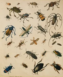 Studien von Insekten