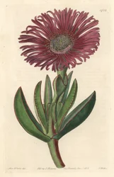 Sukkulente Pflanze Carpobrotus, heimisch in Südafrika - Gravur von S. Watts nach einer Illustration von Sarah Anne Drake (1803-1857), aus dem Botanical Register
