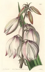 Prächtige Yucca