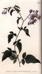 Bittersüßer oder süßbitterer Nachtschatten. Kolorierter Kupferstich, Illustration von Sydenham Edwards (1768-1819) für Conferences of Botanical, Botanischer Garten von Lambeth (England)