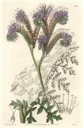 Rainfarnblättrige Phacelia, heimisch in Kalifornien - Wasser forte von S. Watts nach einer Illustration von Sarah Anne Drake (1803-1857), aus dem Botanical Register