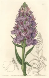 Auf der Insel Madeira endemische Erdorchidee - Radierung von S. Watts nach einer Illustration von Sarah Anne Drake (1803-1857), aus The Botanical Register