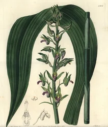 Terrestrische Orchideenvarietät - Wilde Kokosorchidee, Eulophia alta (Woodfords Cyrtopodium, Cyrtopodium woodfordii). Handkolorierter Kupferstich von S. Watts nach einer Illustration von Miss Sarah Drake aus Sydenham Edwards