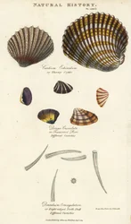 Stachlige Herzmuschel, Cardium echinatum, abgestutzte Purr, Donax crenulata, und achtkantige Kahnfüßerschnecke, Dentalium octangulatum. Handkolorierter Kupferstich nach Sydenham Edwards aus John Mason Goods Pantologia, a New Encyclopedia, G. Kearsley