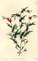 Dreieckiges Chorozema, Chorozema triangulare