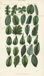Blattformen von Pflanzen. Handkolorierte Kupferstichgravur nach Sydenham Edwards aus John Mason Good