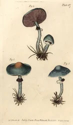Grünspanpilz oder Grünspan-Agaric, Stropharia aeruginosa